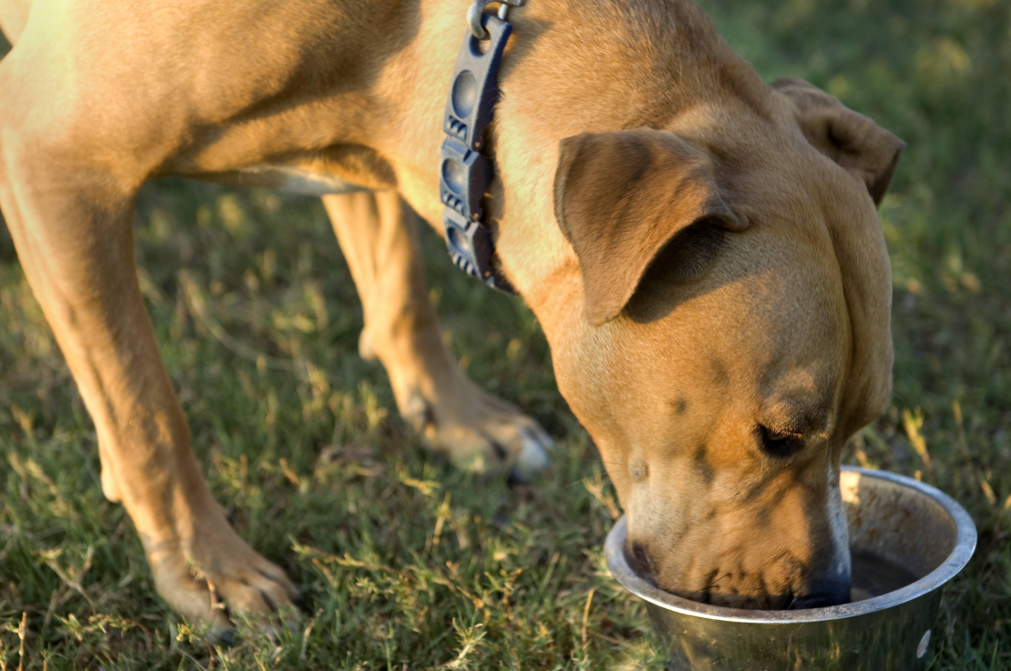 Can You Give A Dog Tums For Upset Stomach