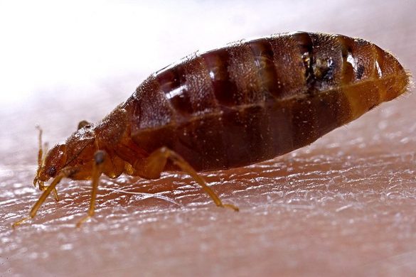 how long do bed bugs live in a plastic bag