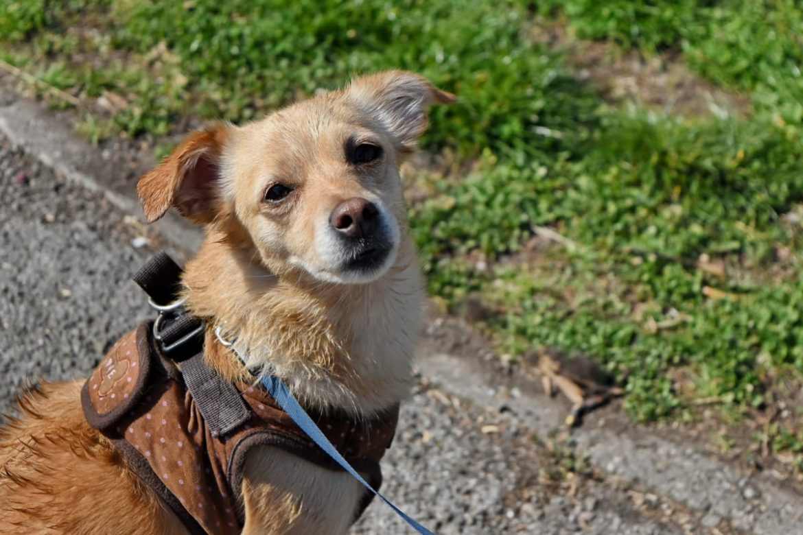 what is the recommended space between a dog's collar and it's neck?