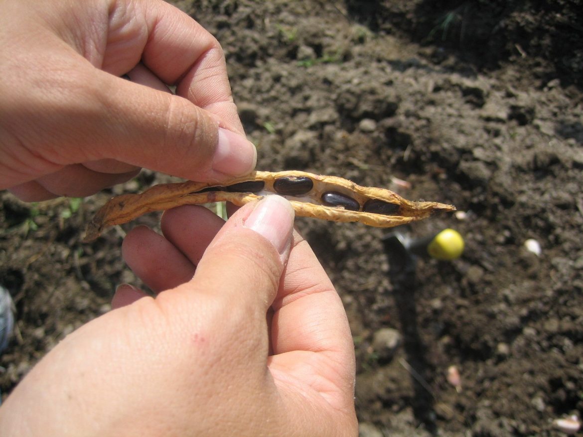 how to grow black beans