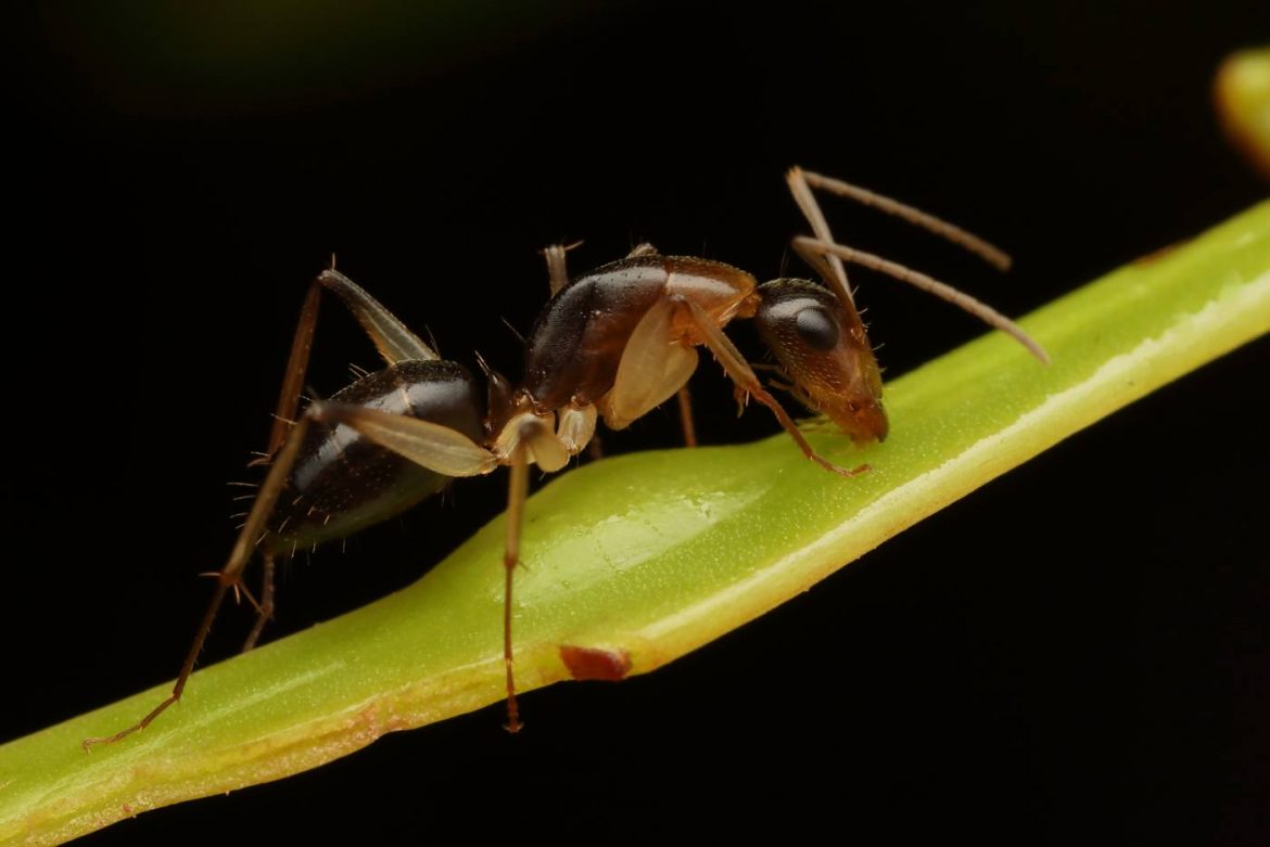 do sugar ants bite