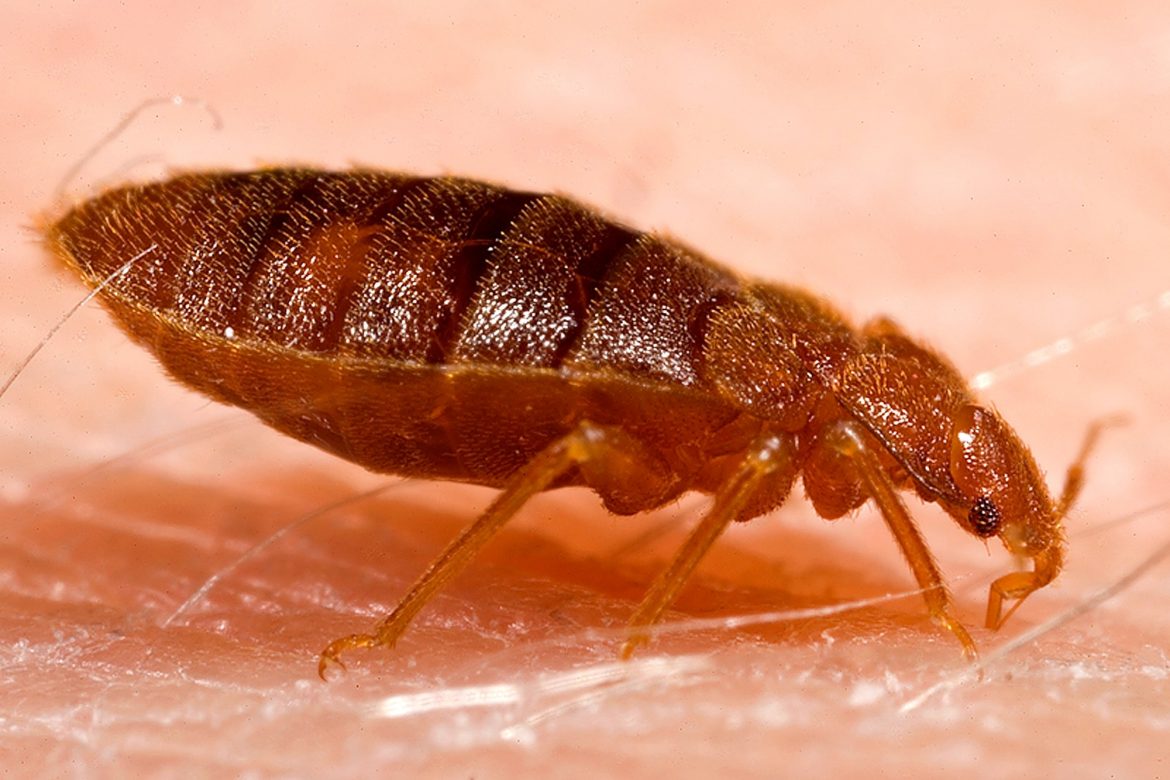 Adult_bed_bug,_Cimex_lectularius (1) 10 Surprising Fact about Bedbugs and How to Get Rid Of Them