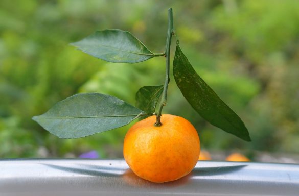 how long do oranges last