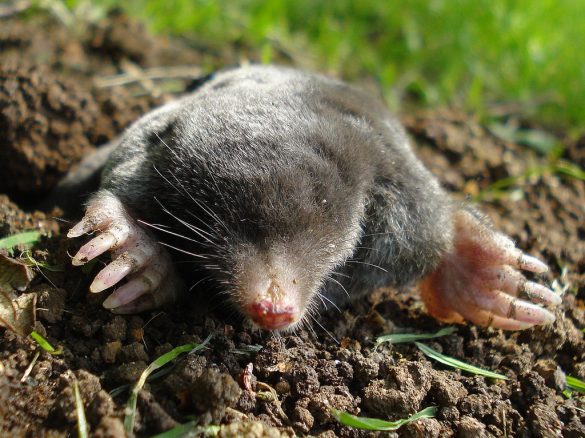 how to get rid of ground moles with dawn soap