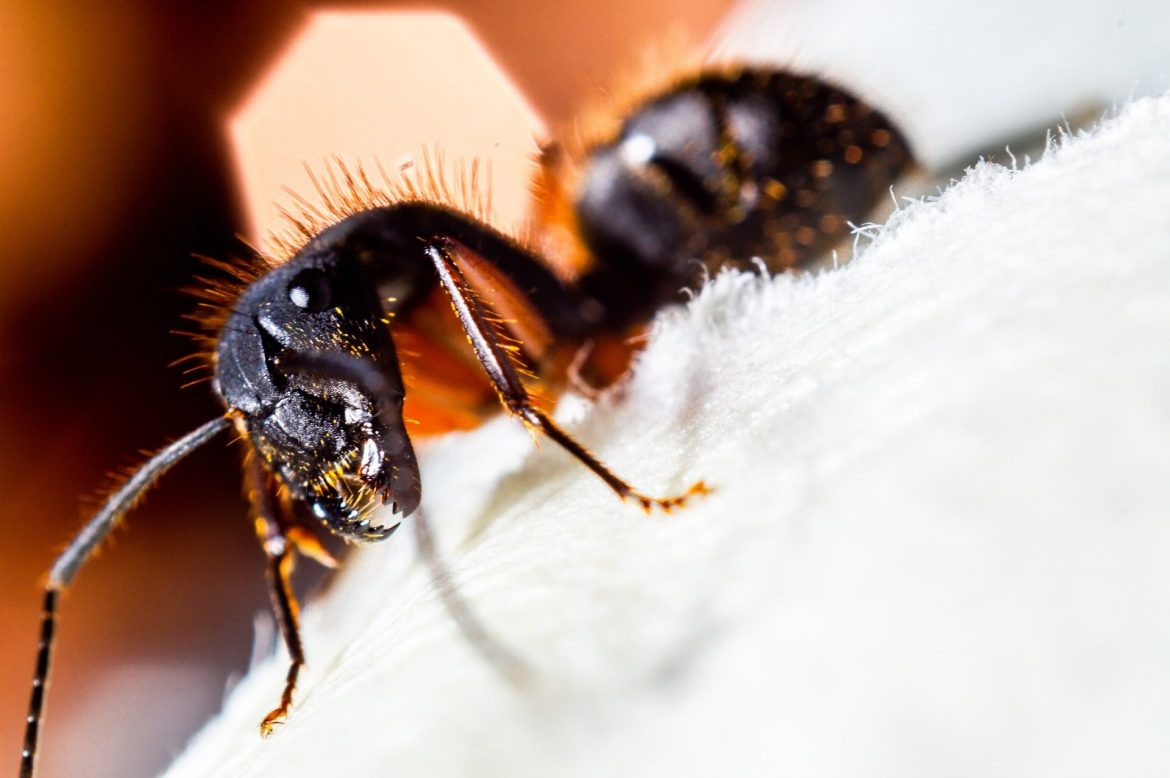 how to get rid of ants in car