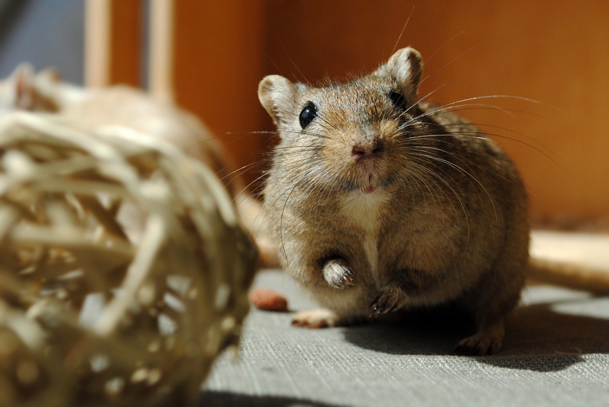 domestic animal rodent gerbil curious 549566 1
