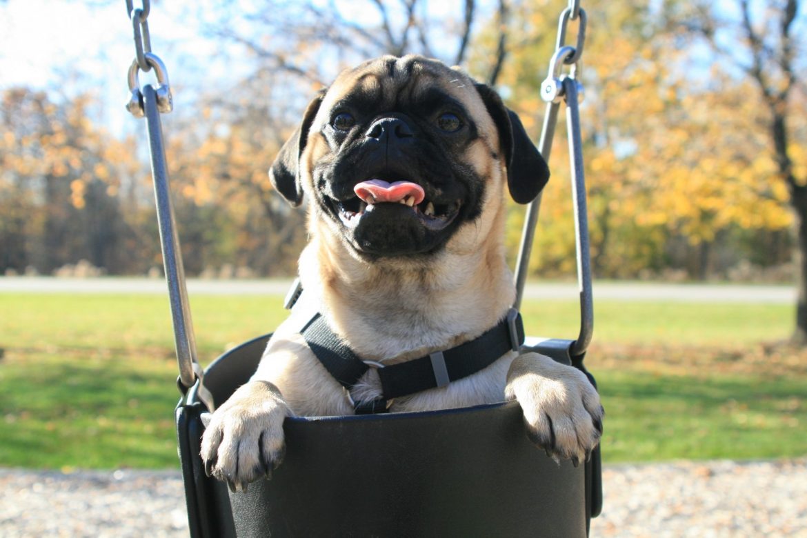 How Long Do Pugs Live? - Your Pug Can Live Longer If...