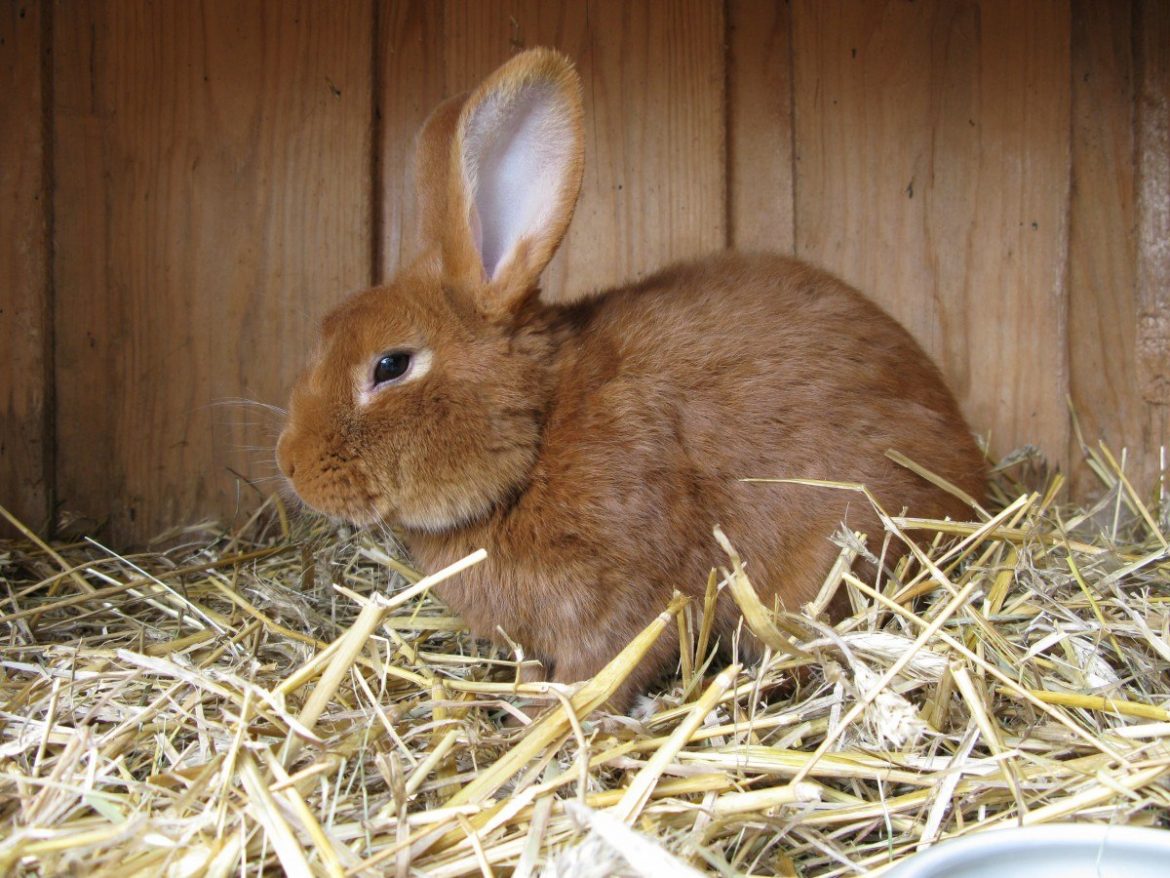 How to Clean a Rabbit Hutch and Care for Them