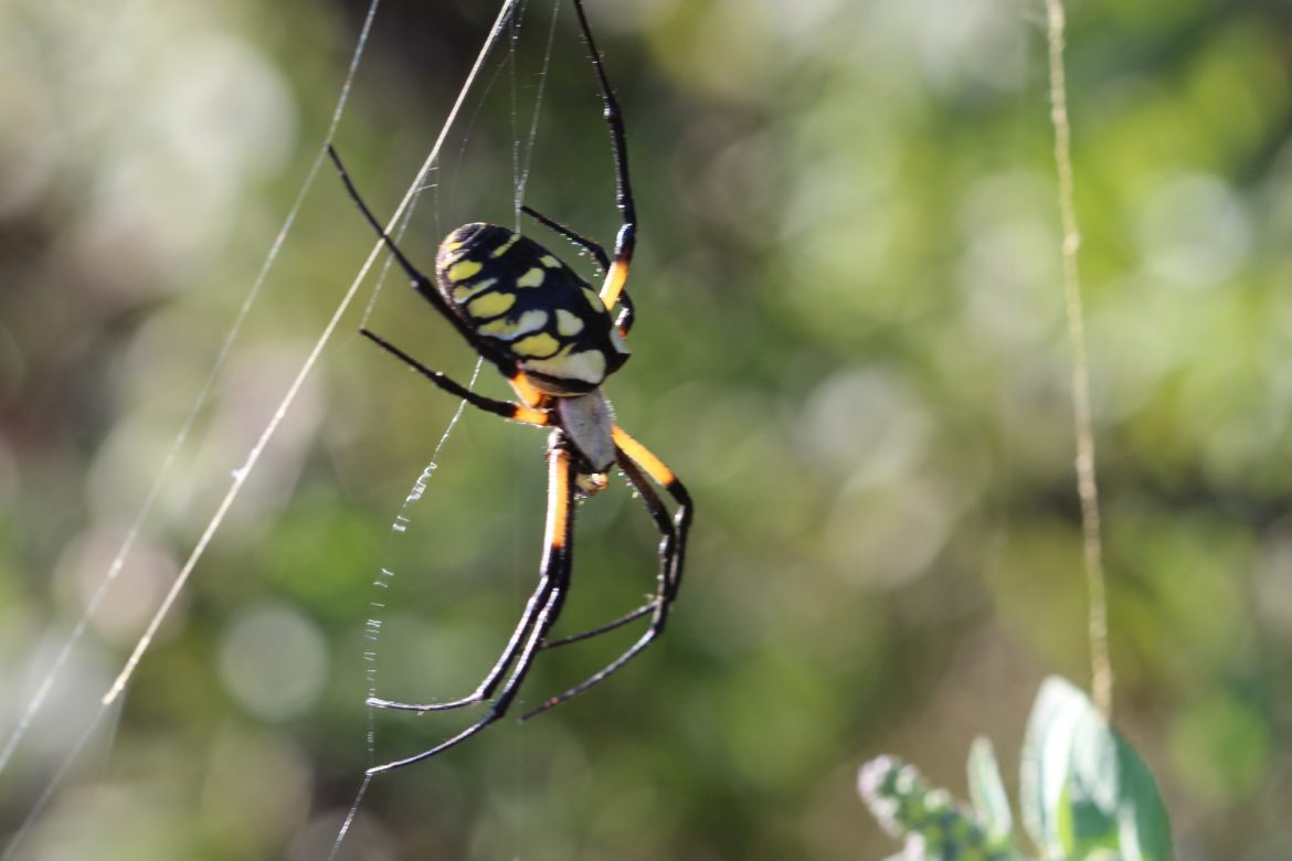 Top 7 Prevention Tips to Keep Spiders Away from Your Home