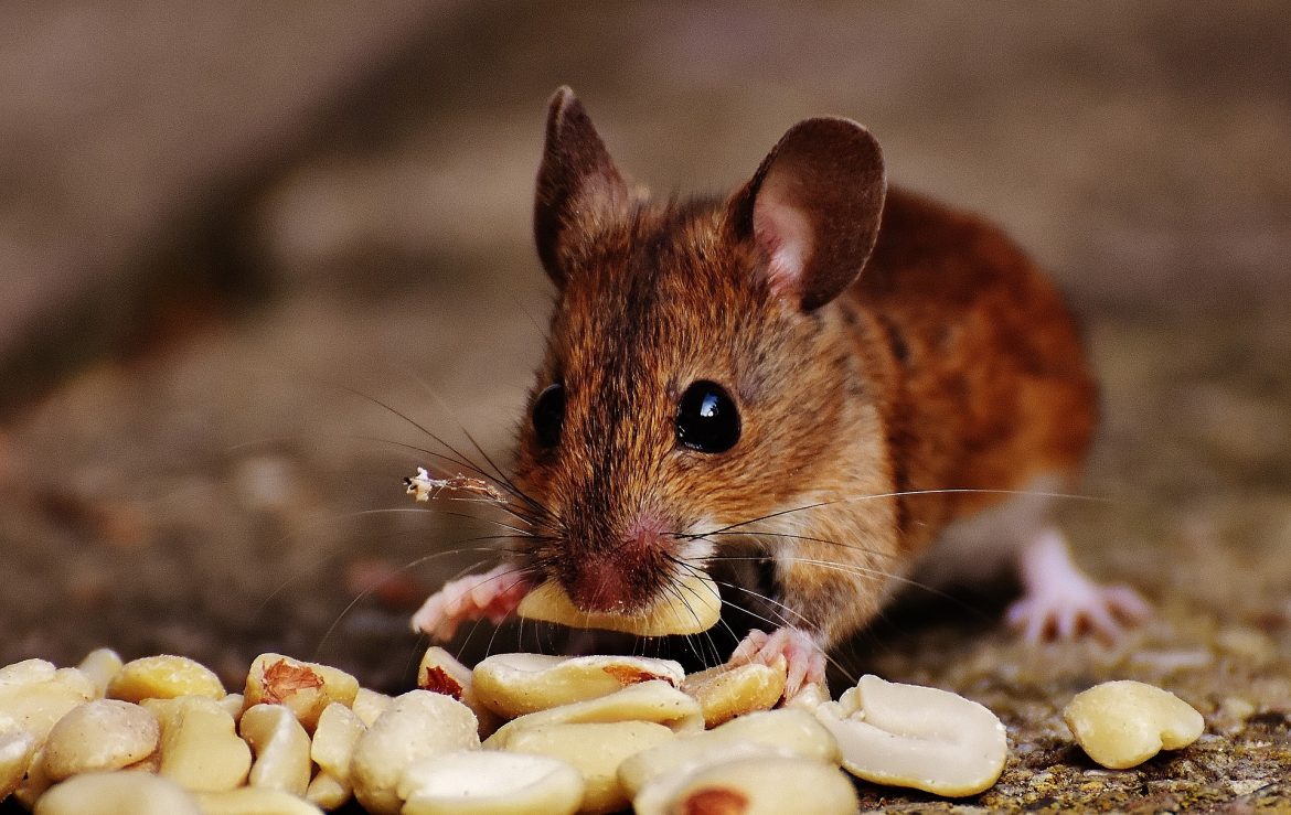 5 Ways To Get Rid of Mice in the House