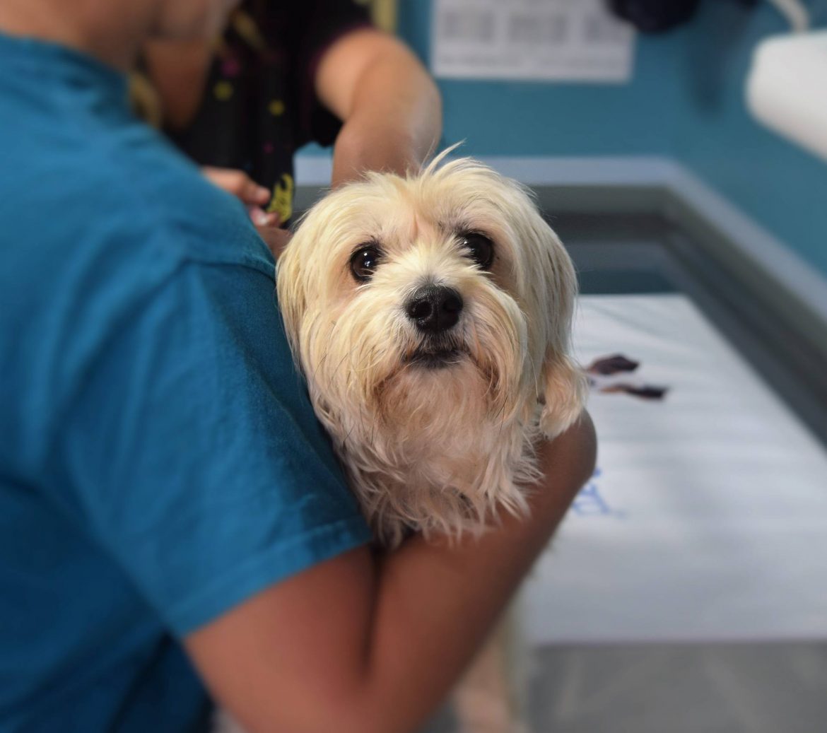 A Veterinary Hospital is a True Life-Saver for Your Precious Pets
