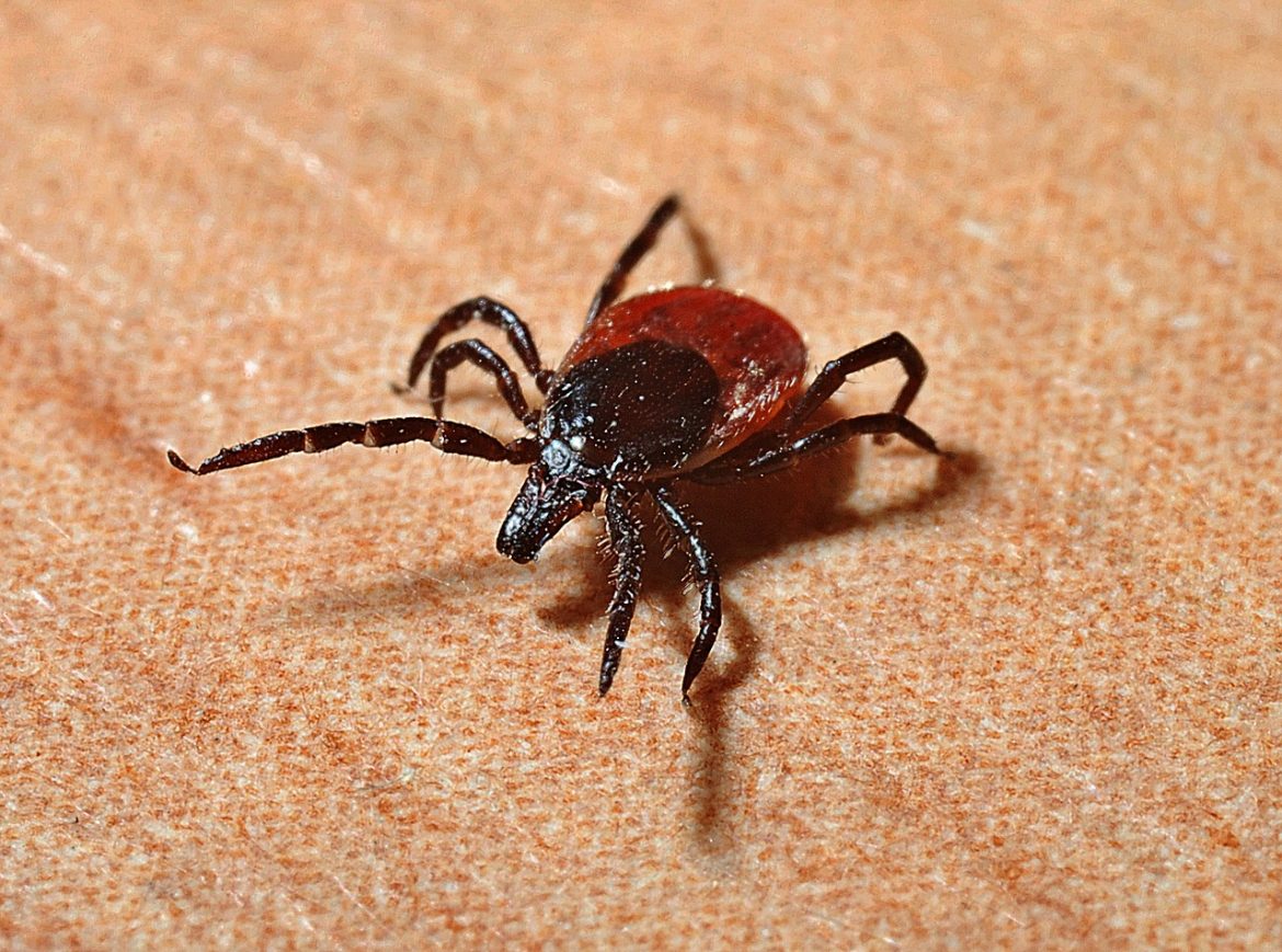 tick-1271763_1280 How to Identify a Tick Problem in Your Home